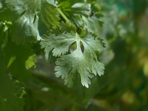 Cilantro