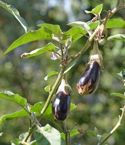 aubergine