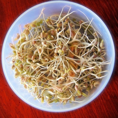 bean sprout