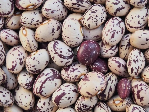 borlotti bean